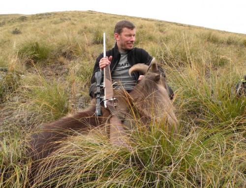 A First Time Tahr Trophy