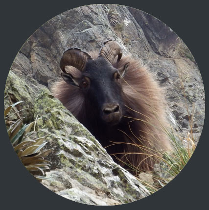 tahr-hunt-package