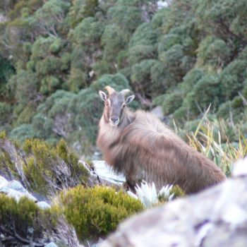 Young Tahr bull emerging from the scrubline